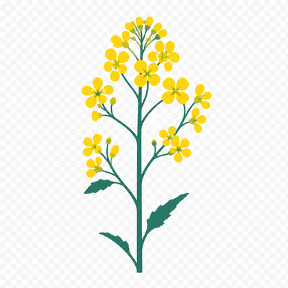 Rapeseed plant