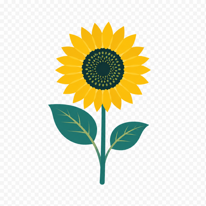 Sunflower plant