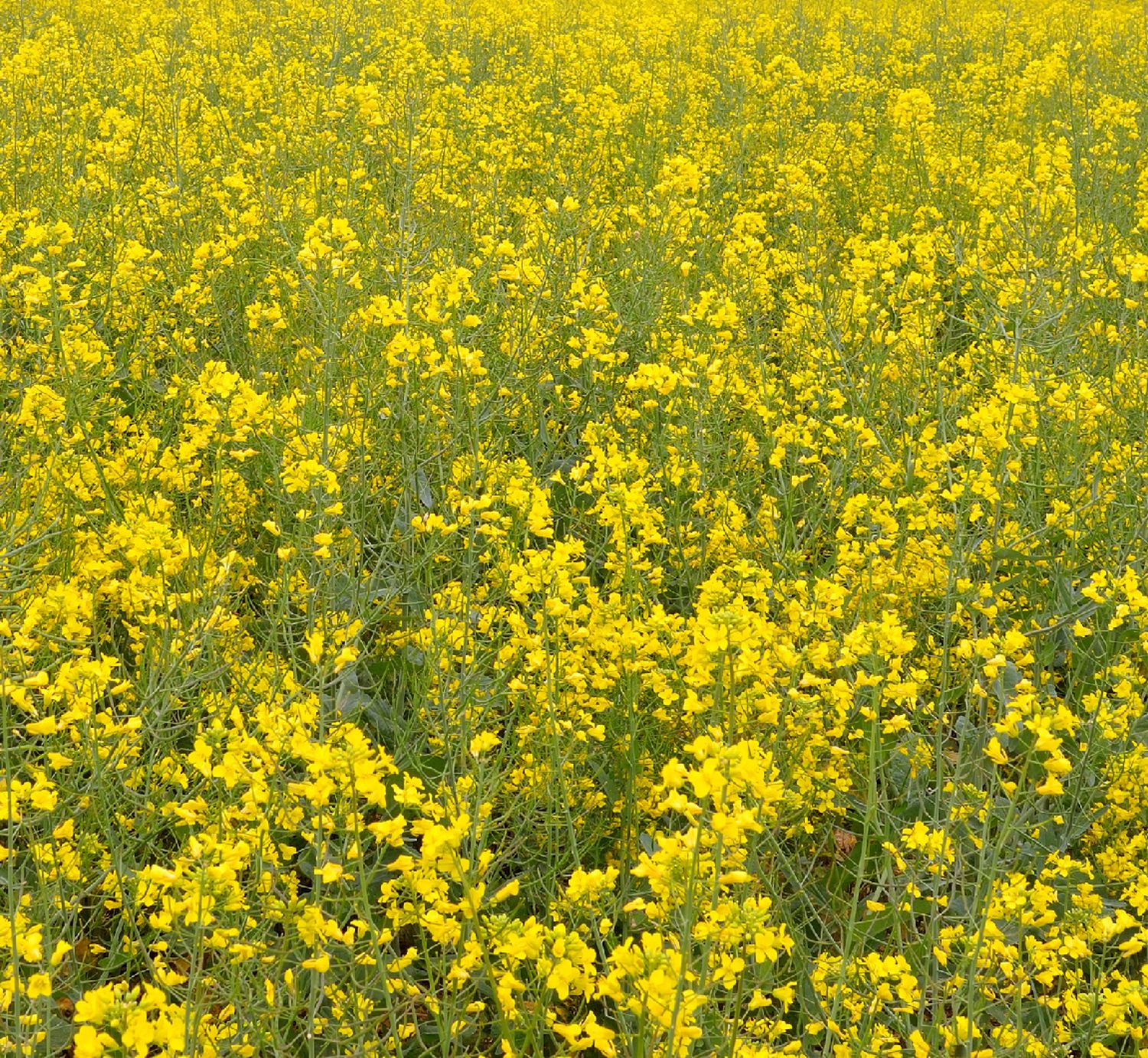 Rapeseed field in bloom